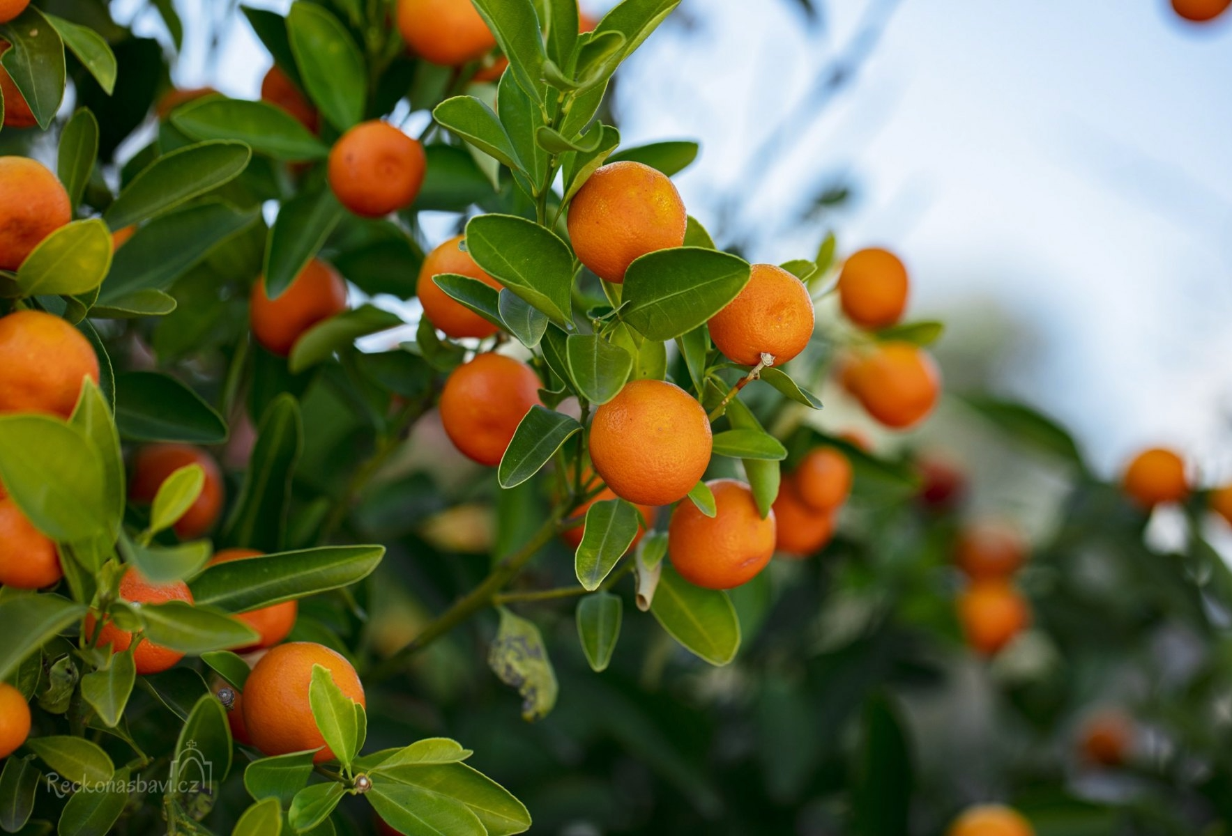 kumquat 3